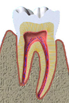 Zahnschmelz, Dentin und Pulpa